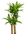 Dracaena marginata