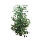 Ficus exotica