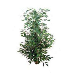 Ficus exotica - Musetti Garden a Camaiore composizioni ...