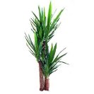 Yucca