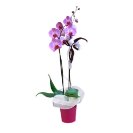 Orchidea Phaleonopsis